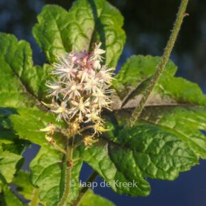 Tiarella 'Pink Bouquet'