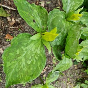 Trillium luteum