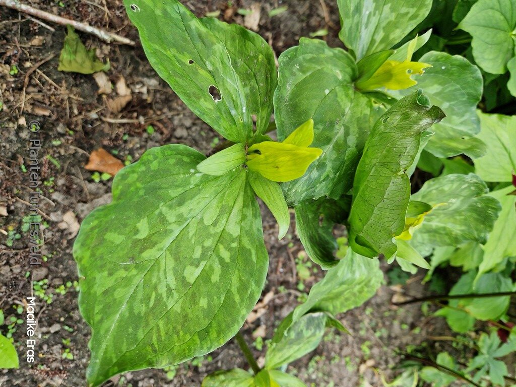 Trillium luteum