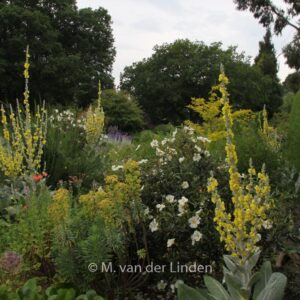 Verbascum bombyciferum