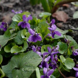 Viola odorata