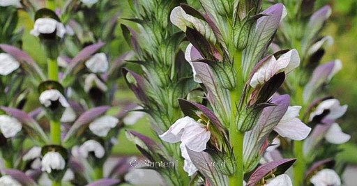 Acanthus hungaricus 'White Lips'