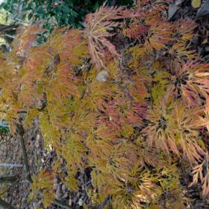 Acer japonicum 'Dissectum'