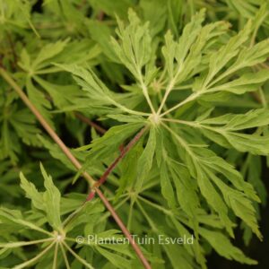 Acer japonicum 'King's Copse'