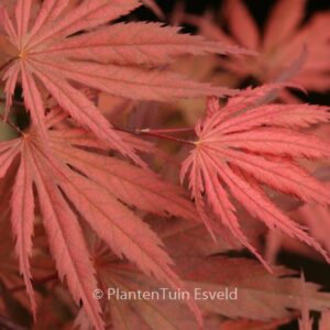 Acer palmatum 'Bultinck'
