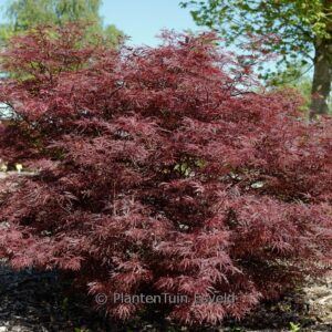 Acer palmatum 'English Lace'