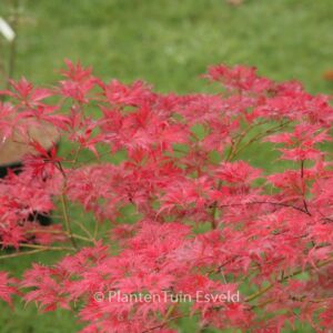 Acer palmatum 'Felice'