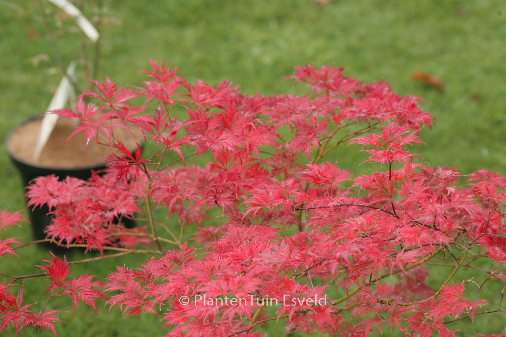 Acer palmatum 'Felice'