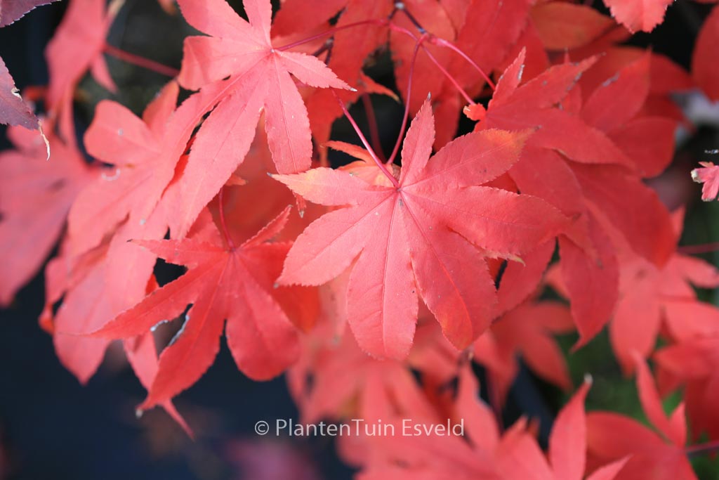 Acer palmatum 'Futai-ji'