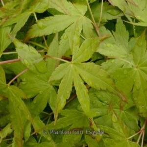 Acer palmatum 'Hoshi zora'