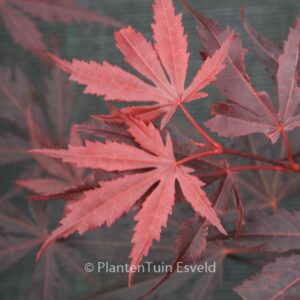Acer palmatum 'Hyohtei'