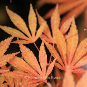 Acer palmatum 'Kaga-oh-beni'