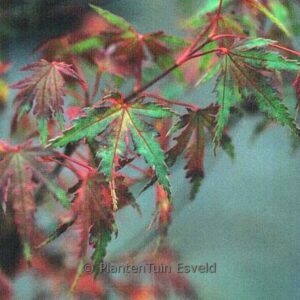 Acer palmatum 'Kara-ori'