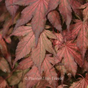 Acer palmatum 'Kasagi-yama'