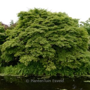 Acer palmatum 'Kurabu-yama'