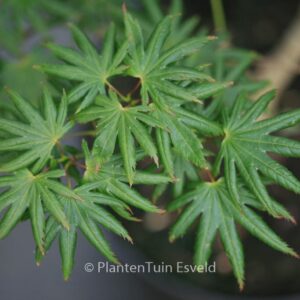 Acer palmatum 'Little Green Star'
