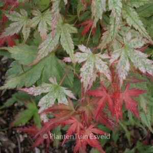 Acer palmatum 'Marakumo' (Hort. non Japan)