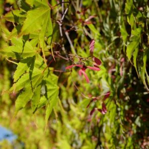 Acer palmatum 'Matsu-Kaze'