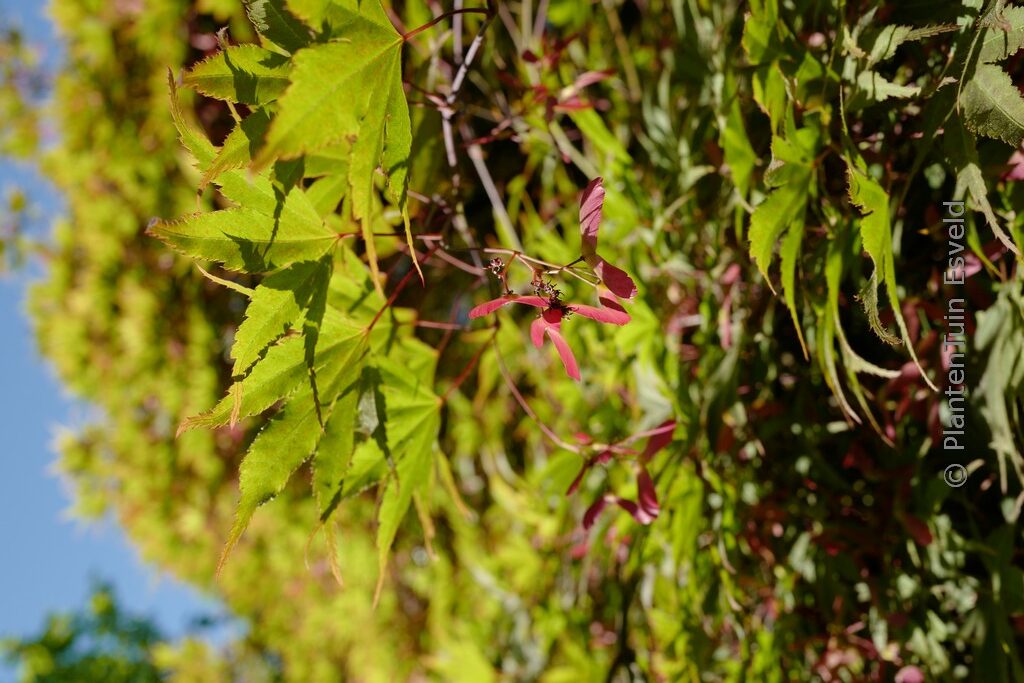 Acer palmatum 'Matsu-Kaze'