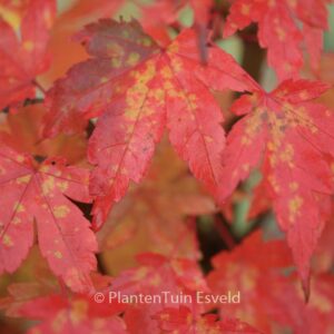 Acer palmatum 'Oranges and Lemons'