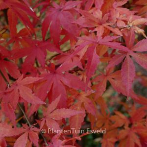 Acer palmatum 'Purple Glory'