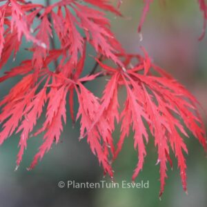 Acer palmatum 'Red Dragon'