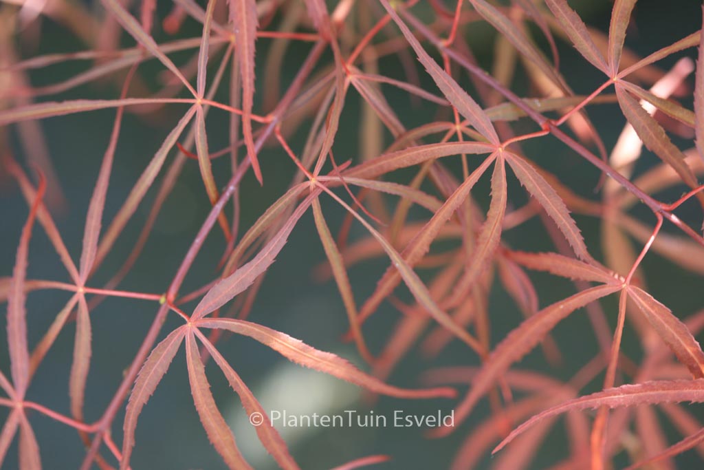 Acer palmatum 'Red Spider'