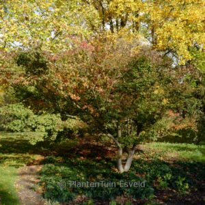 Acer palmatum 'Satsuki-beni'