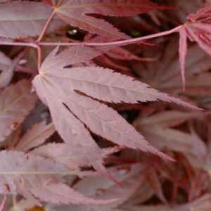 Acer palmatum 'Sensu'