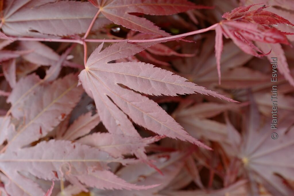 Acer palmatum 'Sensu'