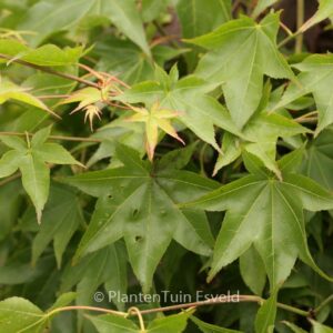Acer palmatum 'Shigarami'