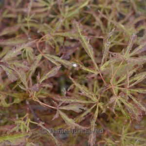 Acer palmatum 'Swamp Thing'