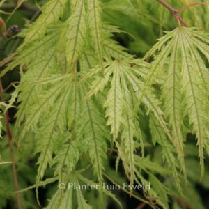 Acer palmatum 'Tiger Rose'