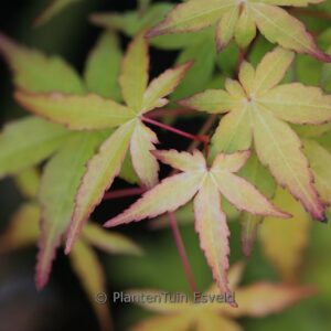 Acer palmatum 'Ueno homare'