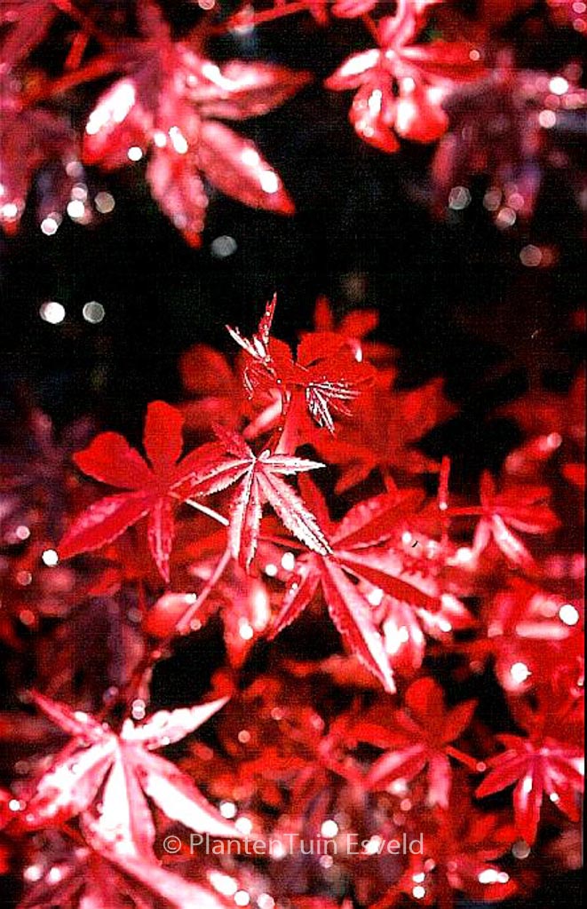 Acer palmatum 'Vens Red'