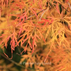 Acer palmatum 'Waterfall'