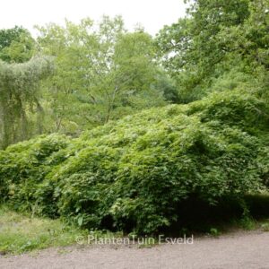 Acer palmatum 'Westonbirt Spreading Star'