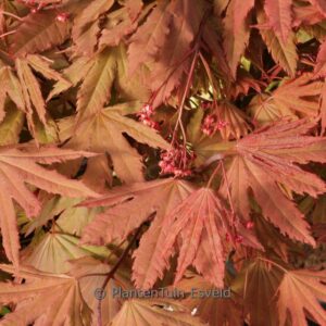 Acer palmatum (circinatum) 'Ki-setsudoe'