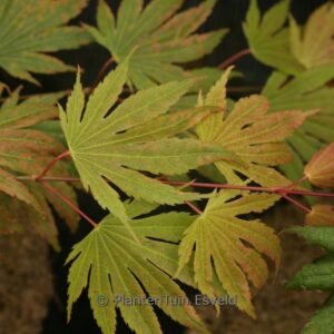 Acer shirasawanum 'Green Elf'