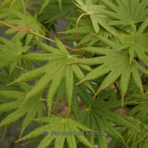 Acer shiraswanum 'Mr. Sun'