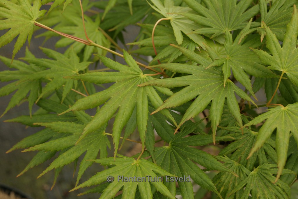 Acer shiraswanum 'Mr. Sun'