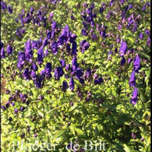 Aconitum henryi 'Spark's Variety'