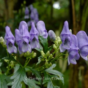 Aconitum napellus