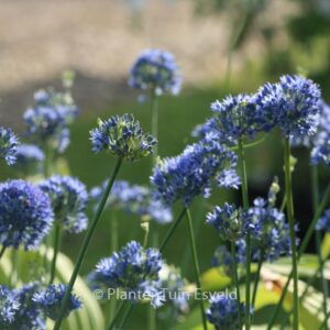 Allium caeruleum