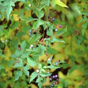 Ampelopsis aconitifolia