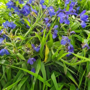 Anchusa azurea 'Loddon Royalist'