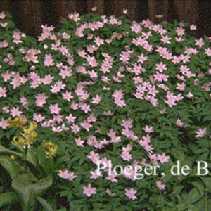 Anemone nemorosa 'Robinsoniana'