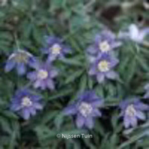 Anemone nemorosa 'Royal Blue'