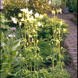Aquilegia vulgaris 'Nivea'