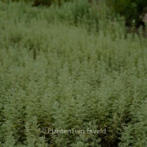 Artemisia pontica